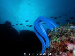Like this starfish, clinging amidst the current, hold ont... by Ikuo Jane Atuel 